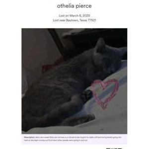 Lost Cat othelia