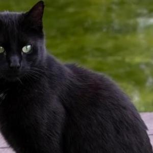 Lost Cat Raisin