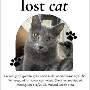 Lost Cat Riyah