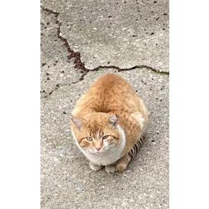 Image of Unknown, Found Cat