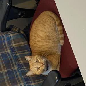 Image of gabby, Lost Cat