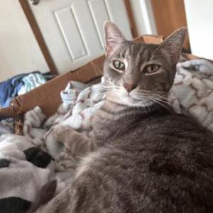 Lost Cat Lightning