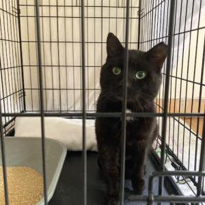 Found Cat unknown