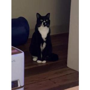 Image of Pinto, Lost Cat