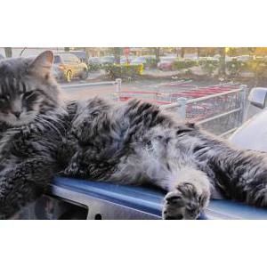 Lost Cat Leo