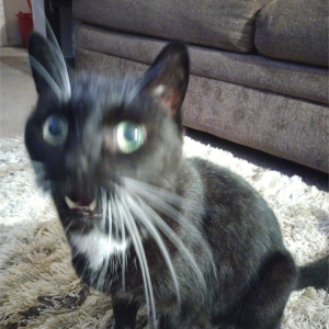 Image of Scooter, Lost Cat