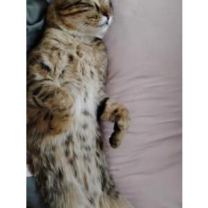 Lost Cat Leo
