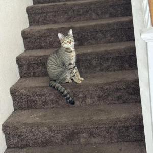 Lost Cat Wasup