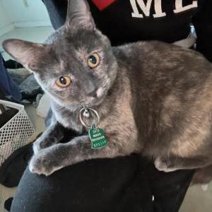 Lost Cat Stormy