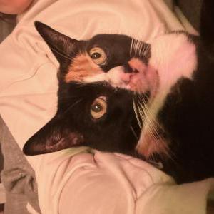 Lost Cat Wilma
