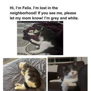 Lost Cat Felix