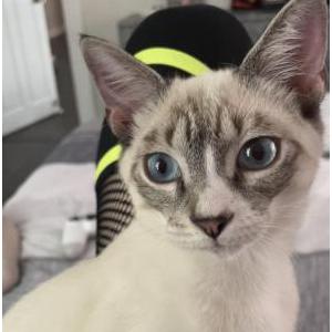 Lost Cat Momo