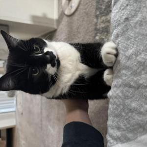 Image of Shibba, Lost Cat