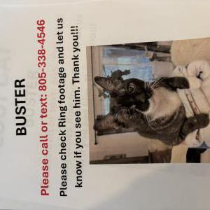 Image of Buster, Lost Cat