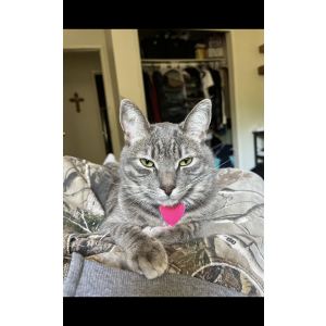 Image of Merry, Lost Cat