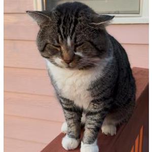 Lost Cat Andy