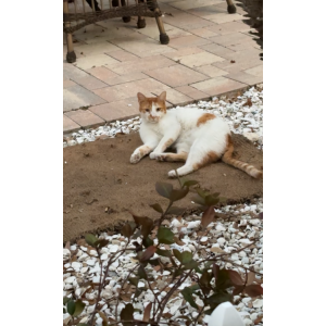 Lost Cat Edward