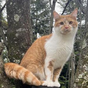 Lost Cat Cheddar