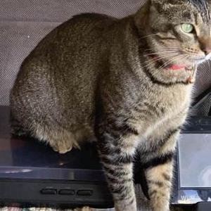 Image of Honey, Lost Cat