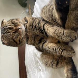 Image of Totoro, Lost Cat