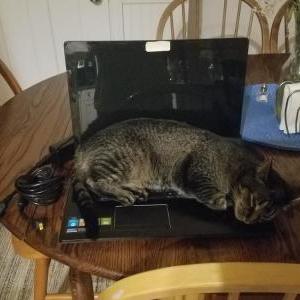 Lost Cat Lyra