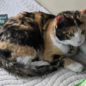 Found Cat unknown