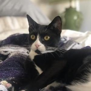 Lost Cat Honu