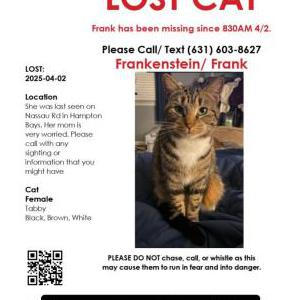 Lost Cat Frank/frankenstein