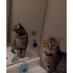 Lost Cat Theo