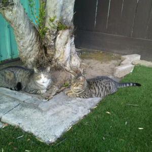 Image of Puss-puss, Youngster, Found Cat