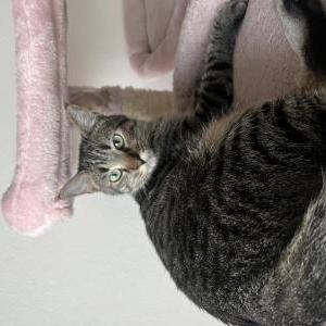 Image of Finn, Lost Cat