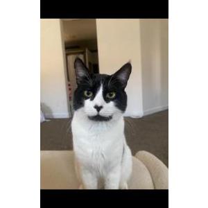 Lost Cat Dumpling