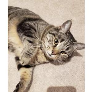 Image of BebeKote, Lost Cat