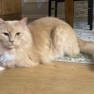Lost Cat Bubba