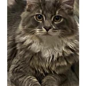Lost Cat Rocky