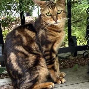 Lost Cat Winston