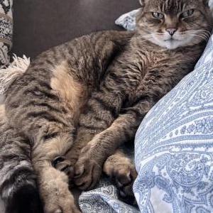 Lost Cat Kay