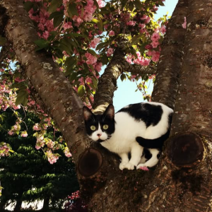 Lost Cat Yuki