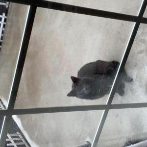 Lost Cat Unknown