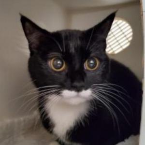 Image of Rainbow, Lost Cat
