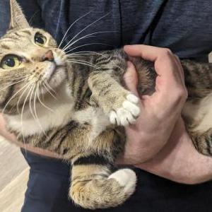 Found Cat Unknown