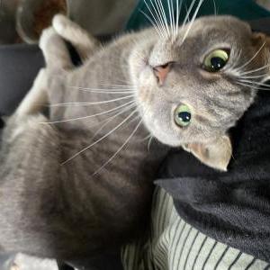 Image of Unknown, Found Cat