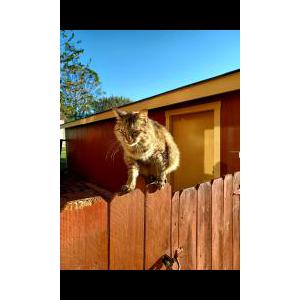 Image of Melanie, Lost Cat