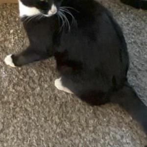 Found Cat Unknown