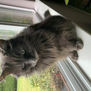 Lost Cat Meg