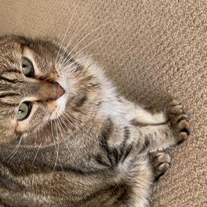 Lost Cat Jeter