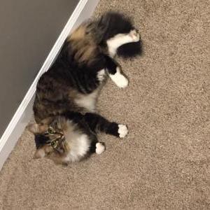 Lost Cat Shady