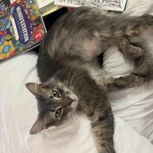 Lost Cat Milo