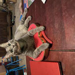 Image of DC, Lost Cat