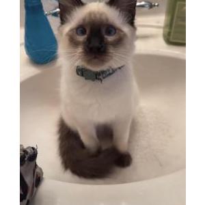 Lost Cat Mayo